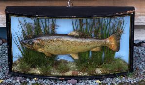 J Cooper & Son Cased Trout: - c/w paper label with the Radnor St address and additional