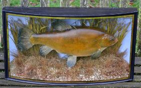 Large Tench Cased: white hand written label 