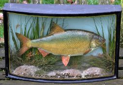 J Cooper & Sons Cased Roach: with the original gilt written legend 