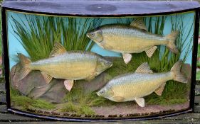 Rare J Cooper & Sons Cased Trio of Thames Roach: comprising 3x specimen roach each weighing 2lbs