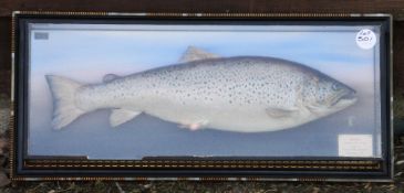 P.D Malloch Perth preserved trout - in the original picture frame c/w original label inscribed 