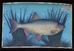 Preserved Roach by Cooper in the original glass bow fronted case - paper label reads 