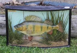 Rare 1918 Preserved Perch by Cooper with scarce 