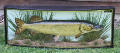 J Cooper & Son preserved Pike - glass bow fronted case - c/w makers paper label with 28 Radnor St