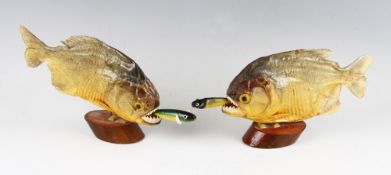 2x Preserved Piranha fish smoking devons - mounted on wooden plynths c/w devons - overall 6