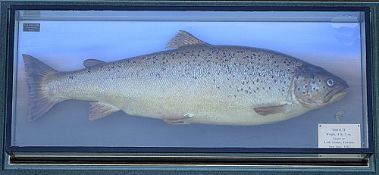 P.D Malloch Perth preserved trout - in the original picture frame c/w original label inscribed 