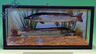 Taxidermy – Cased Fish - Jack Pike two examples in a squared case with natural reed setting,