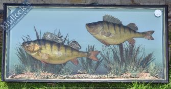 Taxidermy – Cased Fish – Pair of Perch finely presented in natural setting, within squared case ‘