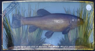 Taxidermy – Cased Fish – Tench finely presented in natural setting within bow fronted case, by
