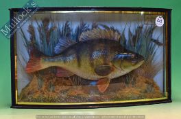 Taxidermy – Cased Fish – Perch in bow fronted case within a natural reed setting, measures