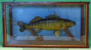 Taxidermy – Cased Fish – Zander skin mounted, within squared case, measures 78x42x20cm approx.