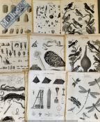 Natural History - Collection of Engraved plates featuring Birds, Animals, Flowers, Insects, Fish