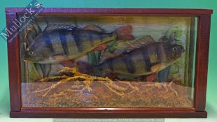Taxidermy – Cased Fish – Pair of Perch well presented, skin mount, within squared case with