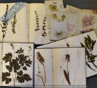 Pressed Dry Flowers in 8x Albums Circa 1939-1943 a mixed array contained within leather folders,