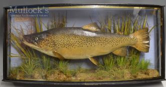 Early J Cooper & Sons 28 Radnor Street preserved Thames Trout dated 1908 - mounted in glass bow