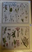Collection of Coloured Prints of Flowers/Plants – circa 1944 – mounted ready to frame, measures