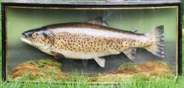 J Cooper & Son 78 Bath Road Hounslow Middx preserved Brown Trout dated 1947-with period pale green