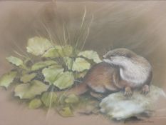 Colin Roberts pastel of an otter, signed lower right, Oldswinford gallery label verso, 38 x 54cm