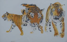 Graeme Sims watercolour of three tigers, signed and dated '77 lower left, 47 x 75cm