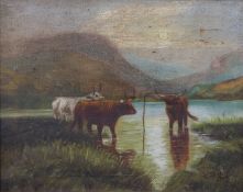 H.Shoesmith oil on canvas, Highland cattle watering in a loch, signed and dated 1909 lower right, 39