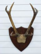 Taxidermy pair of six point Chital deer antlers mounted on shield shaped wooden plaque, 83cm long.