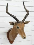 Taxidermy study of an African Impala antelope head mounted on a wooden plaque, width of horns