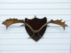 Taxidermy pair of fallow deer antlers mounted on wooden shield shaped plaque, 100cm in diameter.