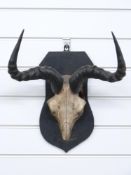 Taxidermy goat skull and horns mounted on shield shaped wooden plaque, width of horns 37cm, 36cm