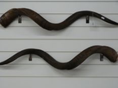 Taxidermy pair of eland or antelope horns, 100cm long.