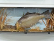 Taxidermy study of a carp in an underwater scene, in bow-fronted display case, H30 x W81 xD18cm