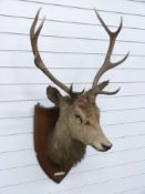 Taxidermy study of stag head with ten point antlers mounted on shield shaped wooden plaque, width of