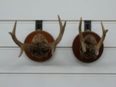 Two taxidermy pairs of Roe deer antlers both mounted on circular wooden plaques, each