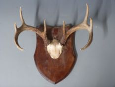 Taxidermy pair of eight point American White Tail deer antlers mounted on shield shaped wooden