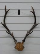 Taxidermy pair of ten point deer antlers on skull, 66cm long.