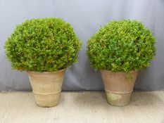 Pair of topiary box plants in terracotta pots, overall height 110cm