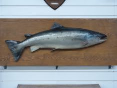 A large decorative painted study of a salmon mounted on a wooden board, 127x50cm.