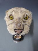 Taxidermy study of a tiger head with open mouth, 46cm long.