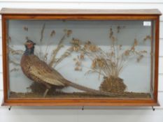 Taxidermy study of a pheasant in a naturalistic setting, in glazed display case, 86x51x22cm.