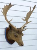 Taxidermy study of fallow deer buck head with 18 point antlers mounted on shield shaped wooden