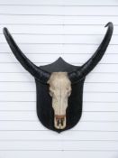 Taxidermy study Gnu wildebeest skull and horns mounted on shield shaped wooden plaque, purchased