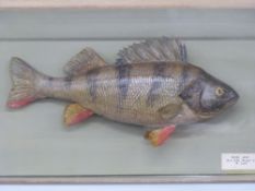 Taxidermy study of a perch with label marked 'River Avon 18.8.1968. Weight 2lbs 4oz W. Land', in