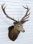 Taxidermy study of a stag head with 13 point antlers mounted on shield shaped wooden plaque