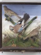 Taxidermy study of a jay and two thrushes on a branch with foliage, in glazed wooden display case,