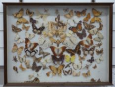 Taxidermy butterfly display in glazed case, 46 x 61cm