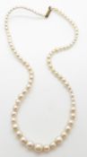 A single strand of cultured pearls in vintage jewellery box