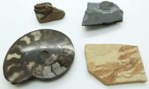 An ammonite, two trilobites and fossilised fish