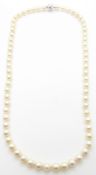 A single strand of cultured pearls with a 14k gold clasp, 22.5cm drop