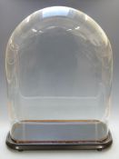 Large glass display dome on ebonised or similar base, to suit taxidermy or similar display, W57 x