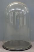 Large glass display dome on ebonised wooden base, to suit taxidermy or similar display, diameter