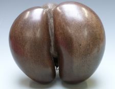 Coco de Mer Indian Ocean seed pod width 31cm